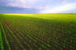 Photo: Field with a green grass and the cloudy sky Field with a green grass and the cloudy sky