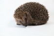 igel