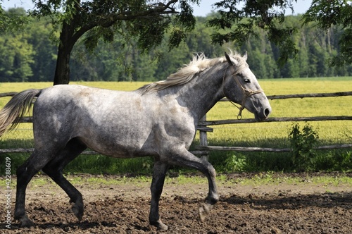 Photo: Lipizzaner stallion at the trot Lipizzaner stallion at the trot