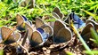The Mazarine Blue, Polyommatus semiargus butterfly