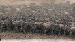 Wildebeest migration crossing the Mara River