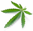 Photo: Cannabis leaf isolated Cannabis leaf isolated