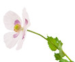 white poppy flower isolated