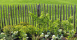 Foto: Gartenzaun Gartenzaun