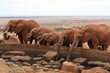 éléphant