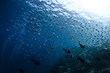 Photo: Caesionidae shoal Caesionidae shoal