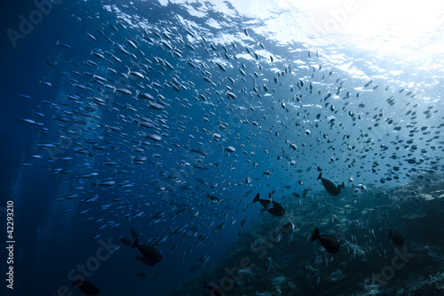 Photo: Caesionidae shoal Caesionidae shoal