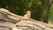 Video: Meerkat (Suricata suricatta) on a lookout Meerkat (Suricata suricatta) on a lookout