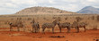 zebre