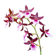 Red Tropical Orchid