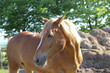 Pferd schaut sich um