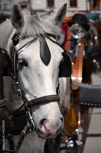 Photo: Horse in Vienna Horse in Vienna