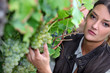 Closeup of woman looking at grapes in a vineyard