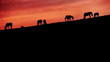 Video: Grazing Horses Grazing Horses
