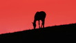 Video: Grazing Horses Grazing Horses