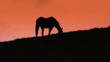 Video: Grazing Horses Grazing Horses