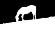 Video: Grazing Horse Silhouette Matte Grazing Horse Silhouette Matte