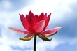 Foto: Lotus Lotus
