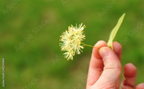 Photo: Line tree blossom Line tree blossom