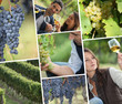 Tasting white wine
