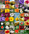 Blumen