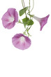 morning glory