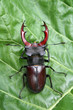 Stag beetle