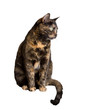 Photo: tortoiseshell cat tortoiseshell cat