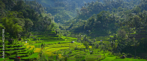 Photo: Rice Rice