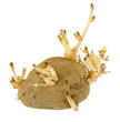 Raw potato