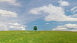 Lonely tree on a meadow against sky with clouds