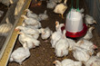 Photo: chicken farm chicken farm