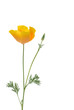 Kalifornischer Mohn