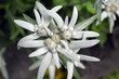 Edelweiss_8556