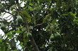 Avocado tree