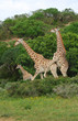 Giraffes breeding