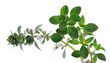 Foto: thyme thyme