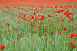 Getreidefeld mit Mohnblumen