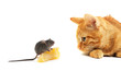 Mouse and cat