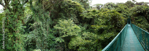 Photo: Cloud forest in Costa Rica Cloud forest in Costa Rica