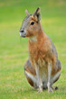 Patagonian Mara (Dolichotis patagonum)