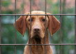 Homeless dog behind a fence