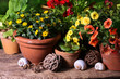 Sommerblumen