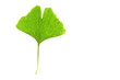 Ginkgo biloba