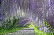Flower arch　花のアーチ
