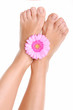 Foto: Eine Gerbera an den Füßen Eine Gerbera an den Füßen