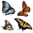Butterflies