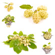 Photo: white mulberry on a white background close-up,collage white mulberry on a white background close-up,collage