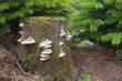 Leben und Tod im Wald