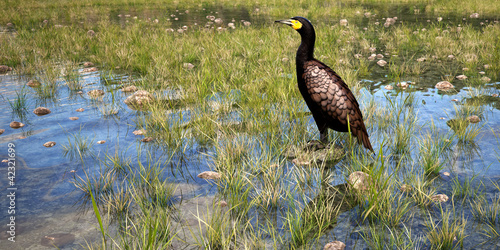Illustration: cormorant in natural environment 3d rendering cormorant in natural environment 3d rendering